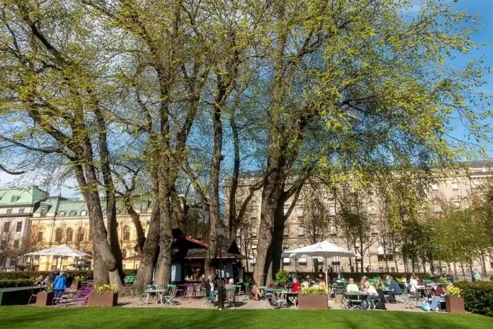 The elms in Kungsträdgården on May 11, 2021, exactly 50 years after the elm struggle. Photo: Frankie Fouganthin (CC BY-SA 4.0)