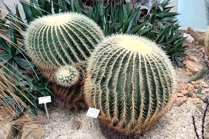 Cacti (Kroenleinia grusonii, "Mother-in-law's cushion") in the California Room at the Bergius Botanic Garden. © StockholmMuseum.com