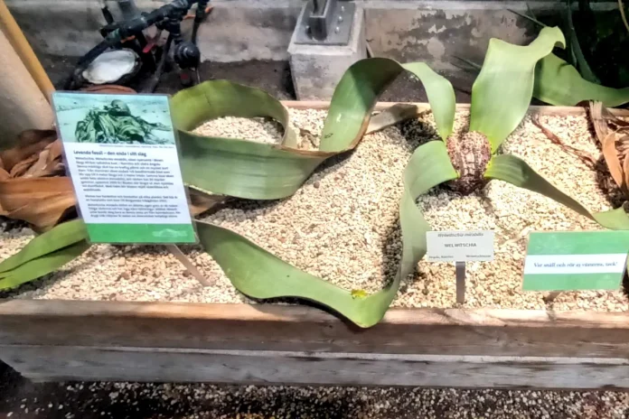 Welwitschia at the Bergius Botanic Garden, a plant that can live for up to 2,000 years. © StockholmMuseum.com