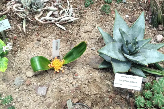 Golden Tooth Aloe at the Bergius Botanic Garden in Stockholm. © StockholmMuseum.com