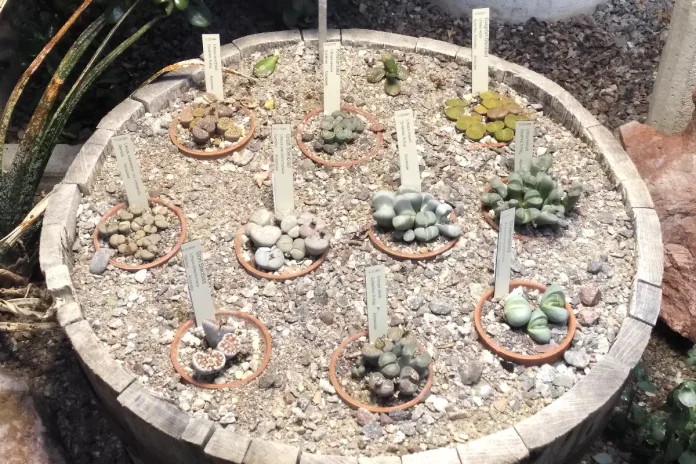 Living stones (Lithops) from South Africa at the Bergius Botanic Garden. © StockholmMuseum.com