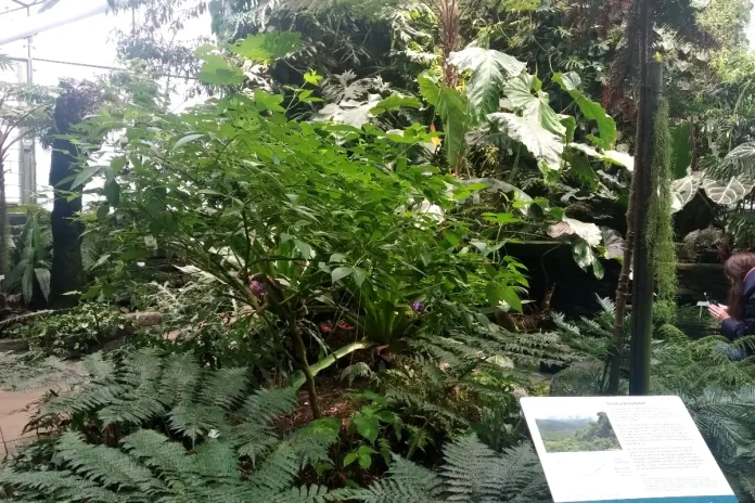 View from the Fernery at the Bergius Botanic Garden. © StockholmMuseum.com