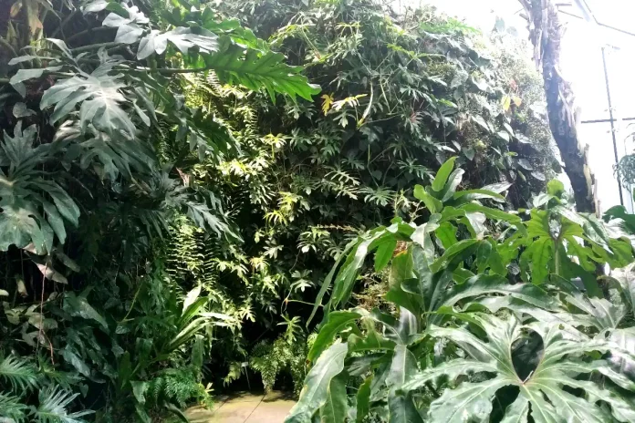 View from the Fernery at the Bergius Botanic Garden. © StockholmMuseum.com