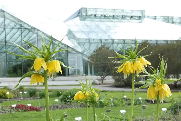 The Edvard Anderson Conservatory in the Bergius Botanic Garden. Photo: C T Johansson (CC BY-SA 3.0)