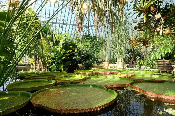 The Victoria Greenhouse, primarily intended for the giant water lily Victoria regia. Photo: Daderot (CC0)