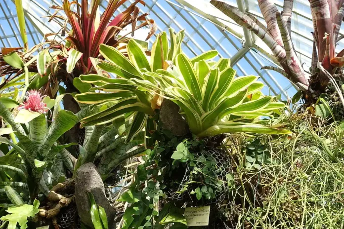 The Victoria Greenhouse, Bergius Botanic Garden, Stockholm. Photo: Daderot (CC0)