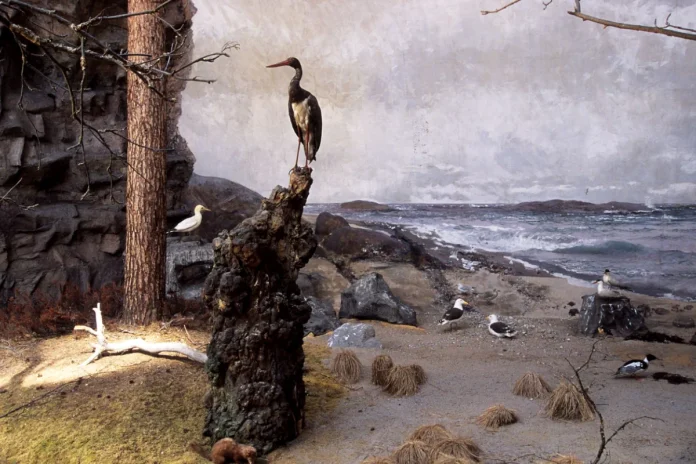 Landscape with Heron in the diorama at the Biological Museum. © Skansen