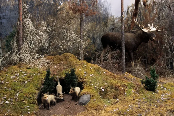 Forest with Fox Den and Moose, at the Biological Museum. © Skansen