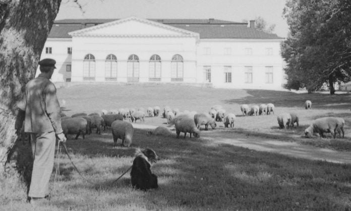 Sheep grazing in Drottningholm Palace Park, before 1950. Photo: Carl Gustav Rosenberg