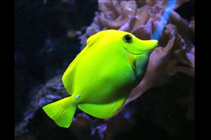 Picture of a brightly yellow fish at the Butterfly House Haga Ocean in Stockholm. Photo: Guillaume Baviere (CC BY-SA 2.0)