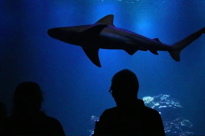 Sharks at the Butterfly House Haga Ocean in Stockholm. Photo: Guillaume Baviere (CC BY-SA 2.0)