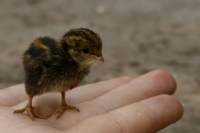 A Blue-breasted Quail chicken (Coturnix chinensis) at the Butterfly House Haga Ocean in Stockholm. Photo: Johan Spaedtke (Public Domain)