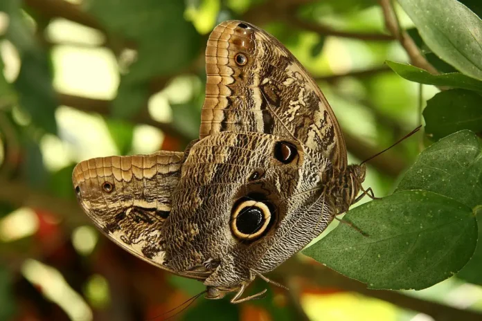 Caligo memnon during mating. Butterfly House at the Butterfly House Haga Ocean in Stockholm. Photo: Przykuta (CC BY-SA 3.0)