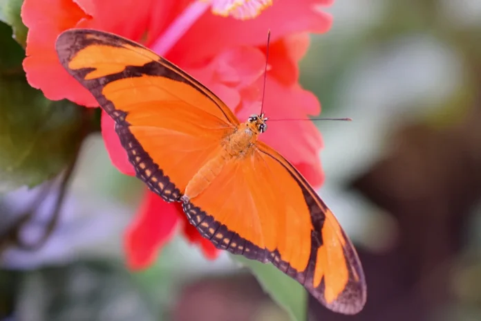 Butterfly at the Butterfly House Haga Ocean in Stockholm. Photo: Magnus Johansson (CC BY-SA 2.0)