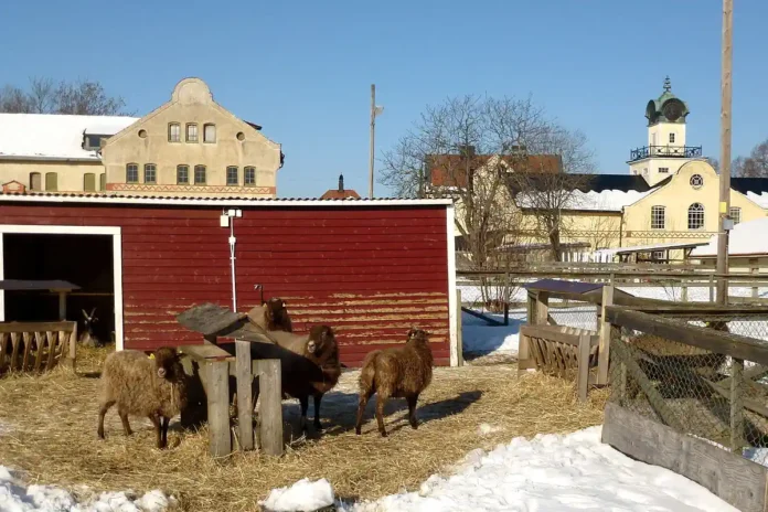 Sheep at Hågelby Farm. Photo: Holger.Ellgaard (CC BY-SA 3.0)