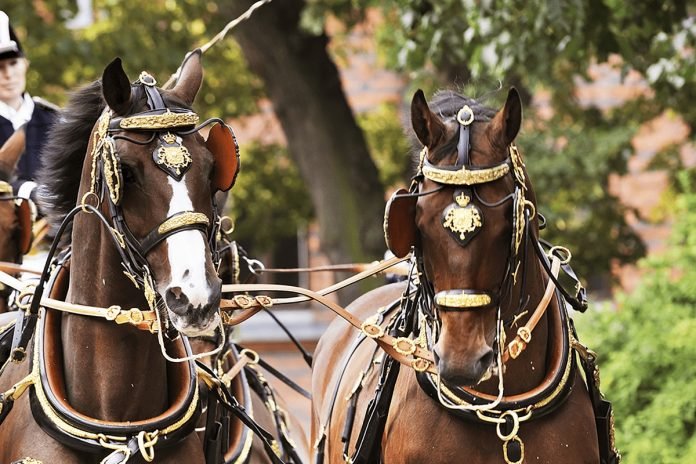 The Royal Stables. Horse-drawn carriages are used at State ceremonies and official occasions. Photo: Charlotte Gawell © Kungl. Hovstaterna