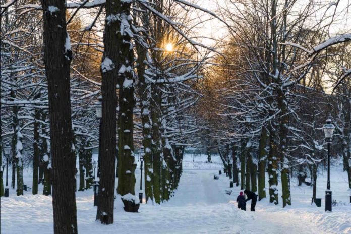 The avenues that lead from Karlavägen down to the Royal Library.