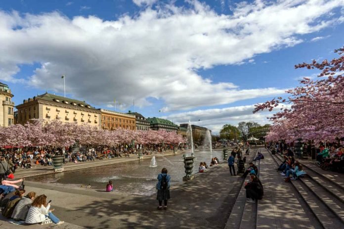 Japense cherry (prunus serrulata) in Kungsträdgården. Photo: Arild Vågen (CC BY-SA 4.0).