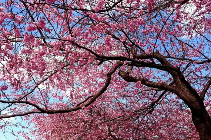 Cheery blossom in Kungsträdgården, Stockholm. Photo: Blondinrikard Fröberg from Sweden (CC BY 2.0)