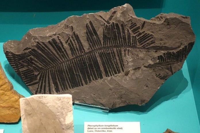 Fossil of a fern-like plant, on display at the Swedish Museum of Natural History in Stockholm. Photo: Daderot (CC0)