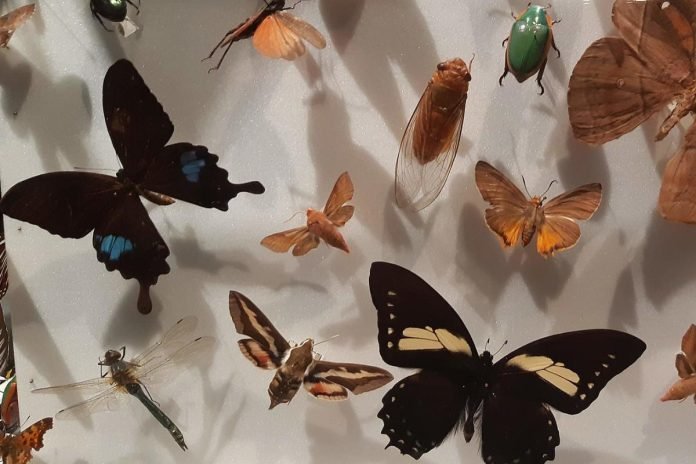 Swedish Museum of Natural History in Stockholm, butterflies. Photo: abdeaitali (CC BY-SA 3.0)