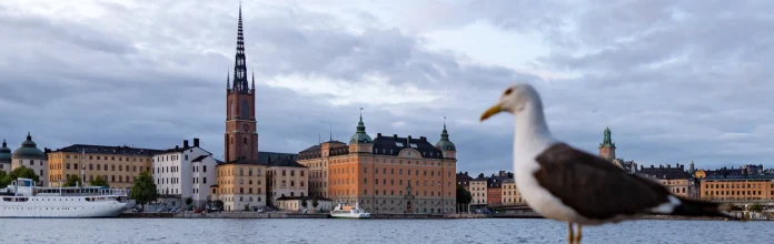 Lesser Black-backed Gull (Larus fuscus) at Söder Mälarstrand, view across Riddarfjärden towards Riddarholmskyrkan. Photo: Manfred Werner (Tsui) (cc-by-sa4.0)