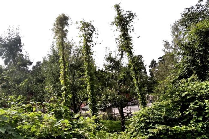 Hop fields at Torekällberget in Södertälje.