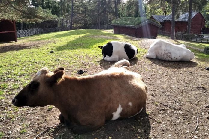 Cows resting in the September sun at Torekällberget in Södertälje.