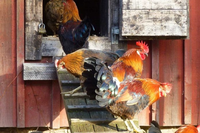 Ölandshöns, some of the museum's heritage breeds at Torekällberget.