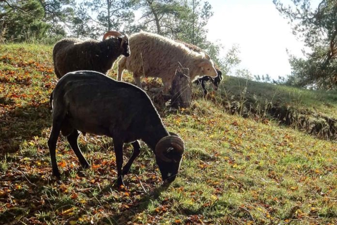 Gutefår sheep at the Torekällberget open-air museum.