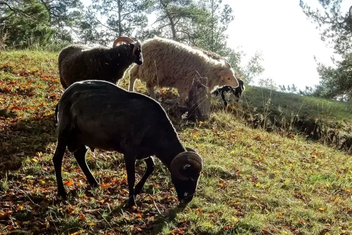 Gutefår (Gute sheep) at Torekällberget in Södertälje. Photo: Holger.Ellgaard (CC BY-SA 4.0)