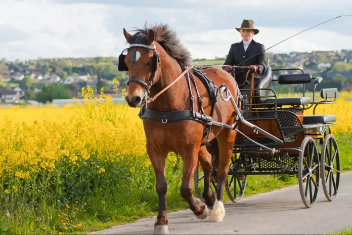 Horse Festival at Tyresö Castle - Equestrian Sports. Photo: iStock © All rights reserved