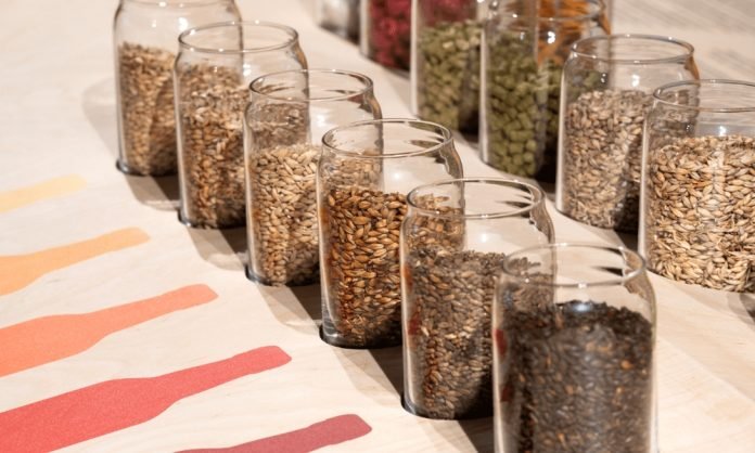 Examples of different types of beer malt are displayed at the Spirits Museum in Stockholm. Photo: Johan Eldrot/Spritmuseum