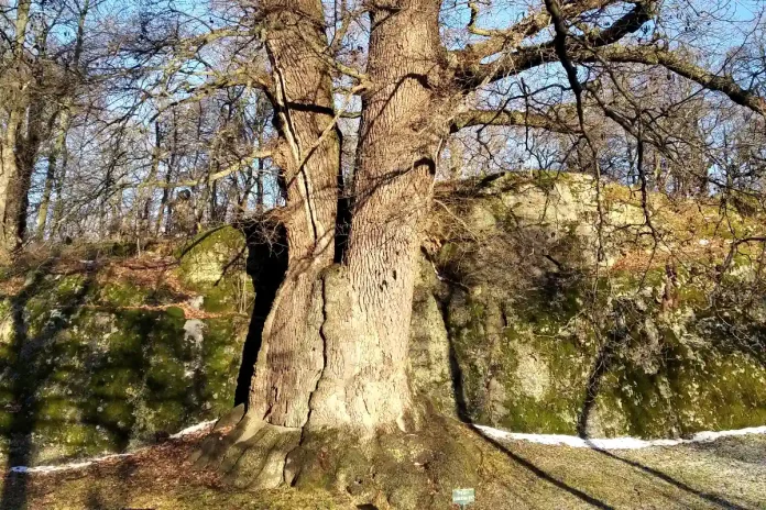 The "Price Eugen Oak" is considered to be the largest living oak in the entire city of Stockholm. © StockholmMuseum.com